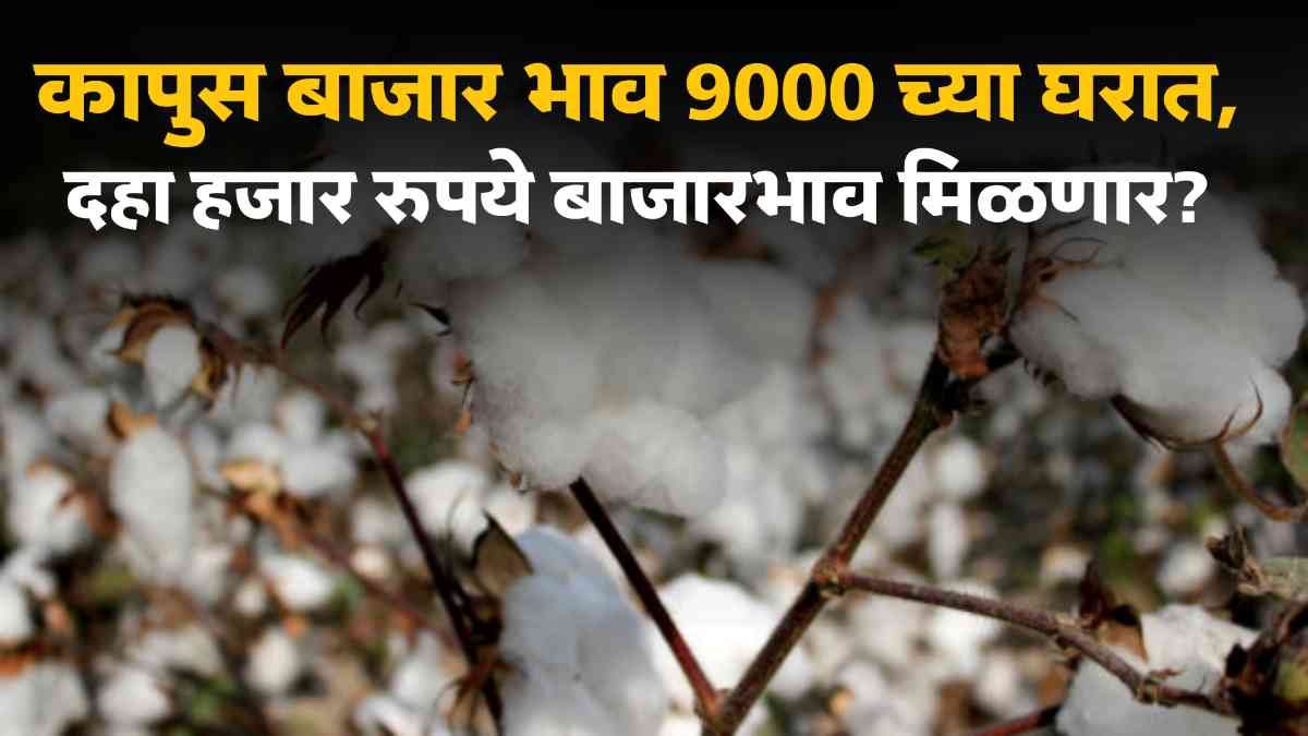 Cotton Market News