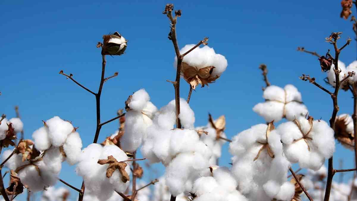 Cotton Rate Update